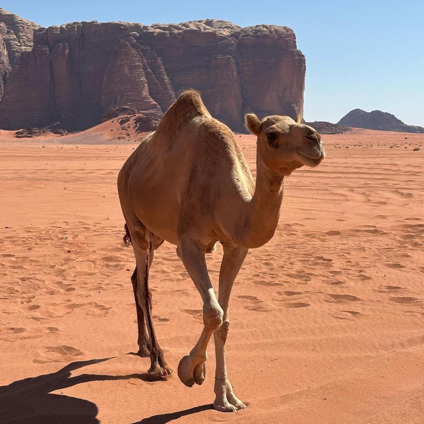 Daniela Camp Wadi Rum Exteriér fotografie